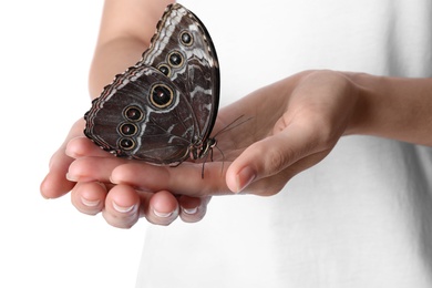 Woman holding beautiful common morpho butterfly on white background, closeup