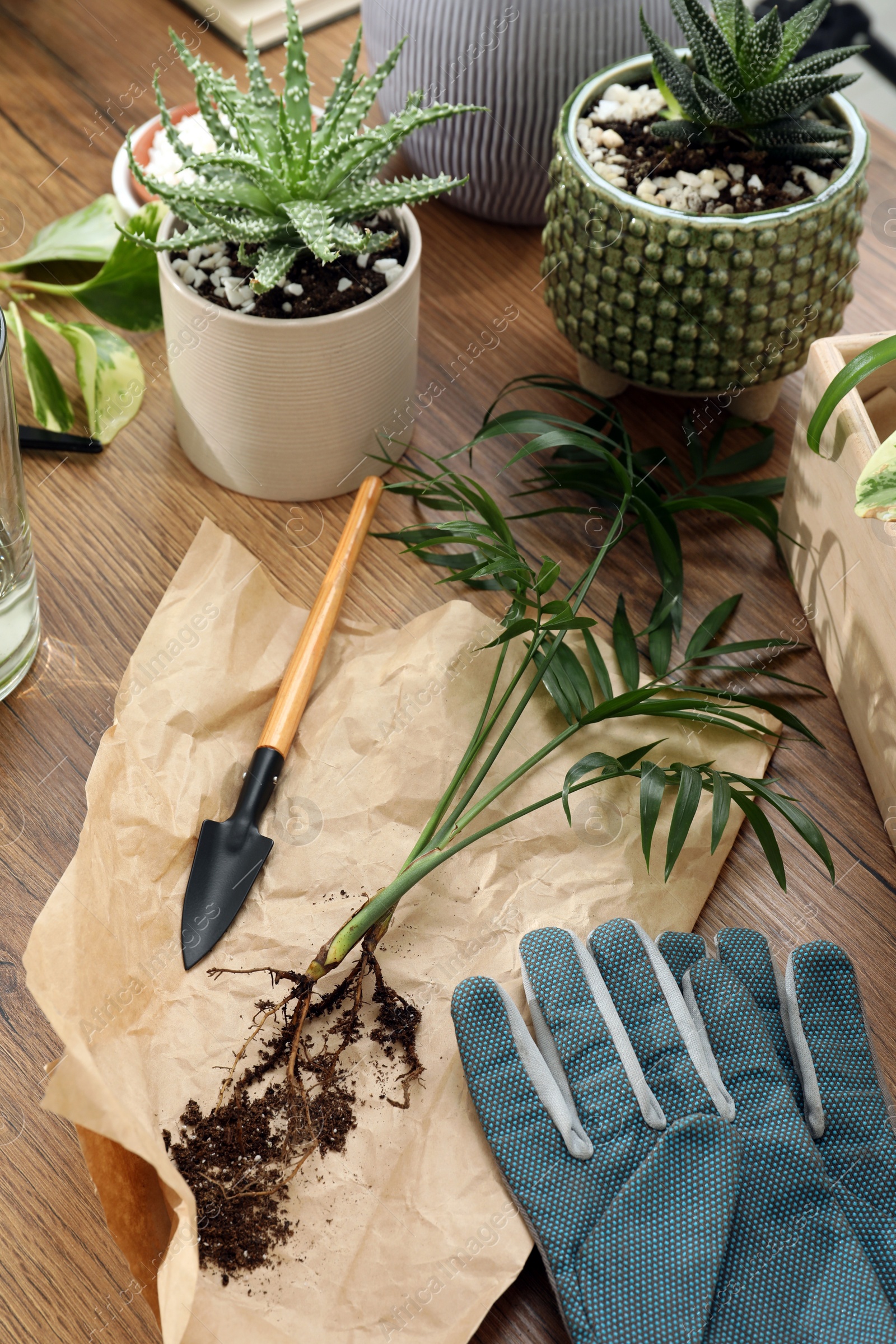 Photo of Houseplants and gardening tools on wooden table