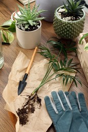 Photo of Houseplants and gardening tools on wooden table
