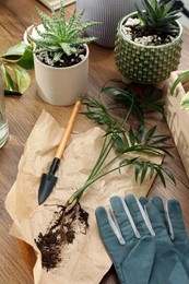 Houseplants and gardening tools on wooden table