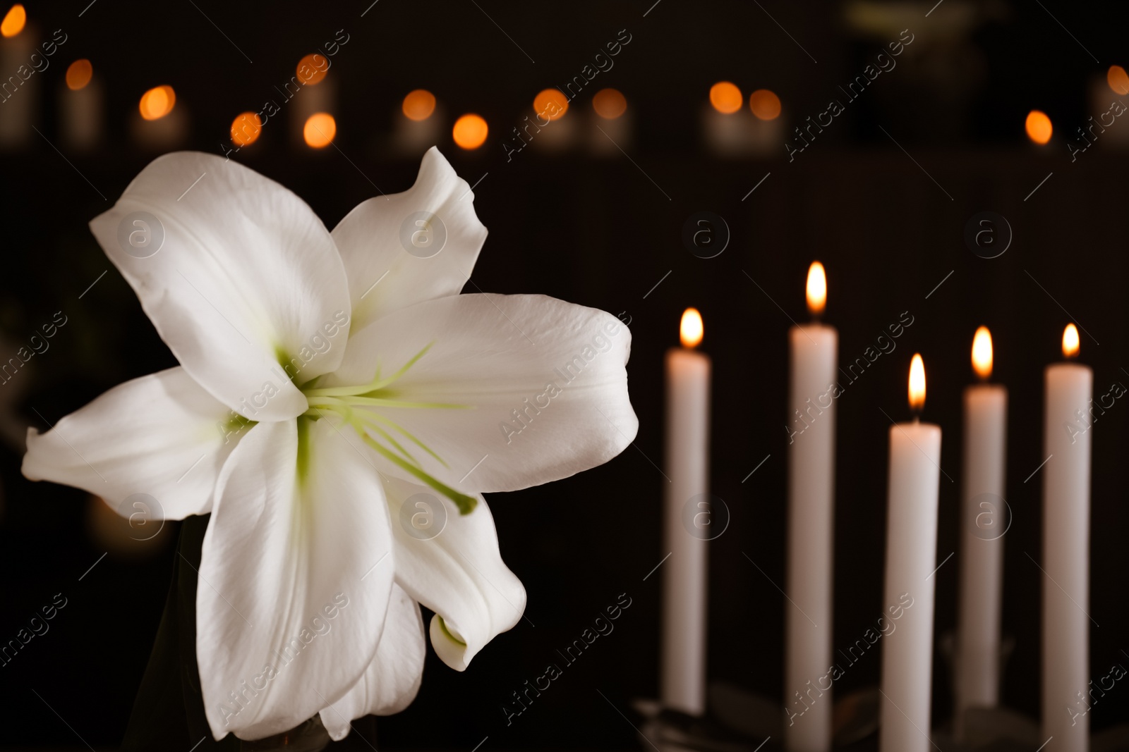 Photo of White lily and blurred burning candles on background, space for text. Funeral symbol