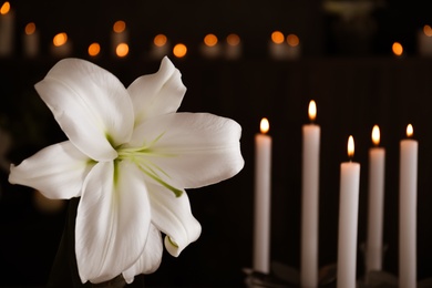 White lily and blurred burning candles on background, space for text. Funeral symbol