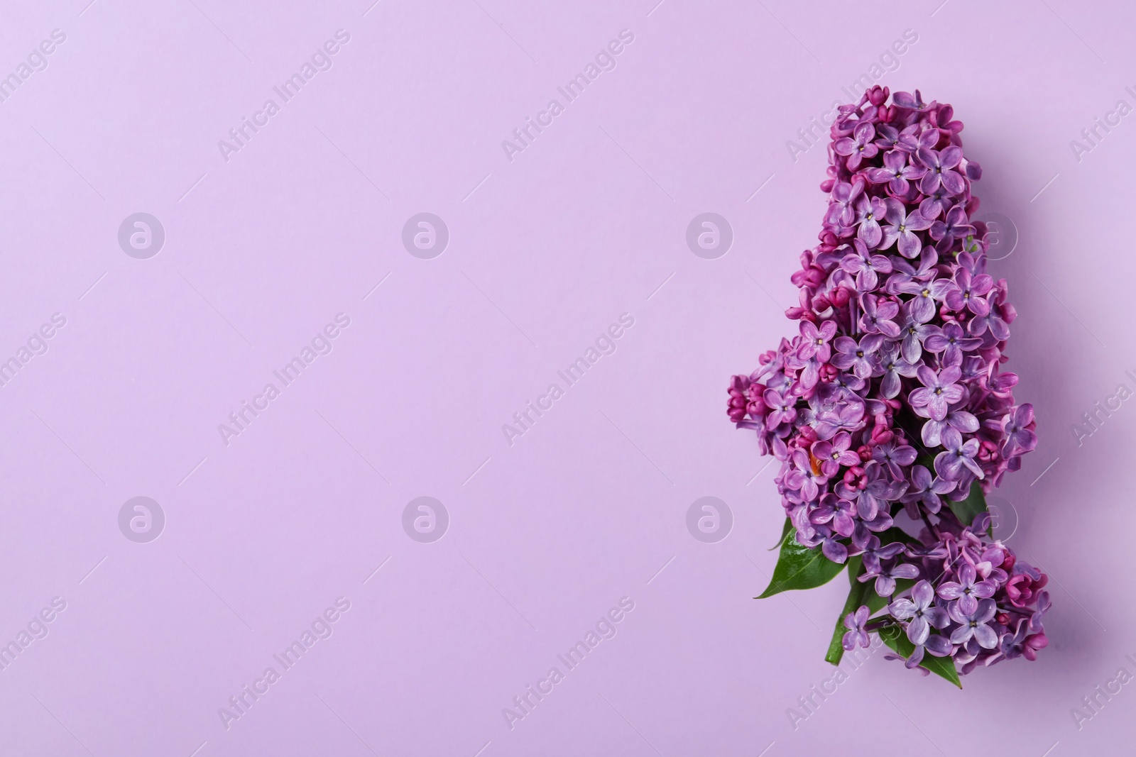 Photo of Beautiful lilac blossom on violet background, top view. Space for text