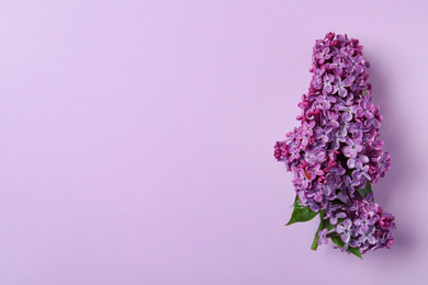 Photo of Beautiful lilac blossom on violet background, top view. Space for text