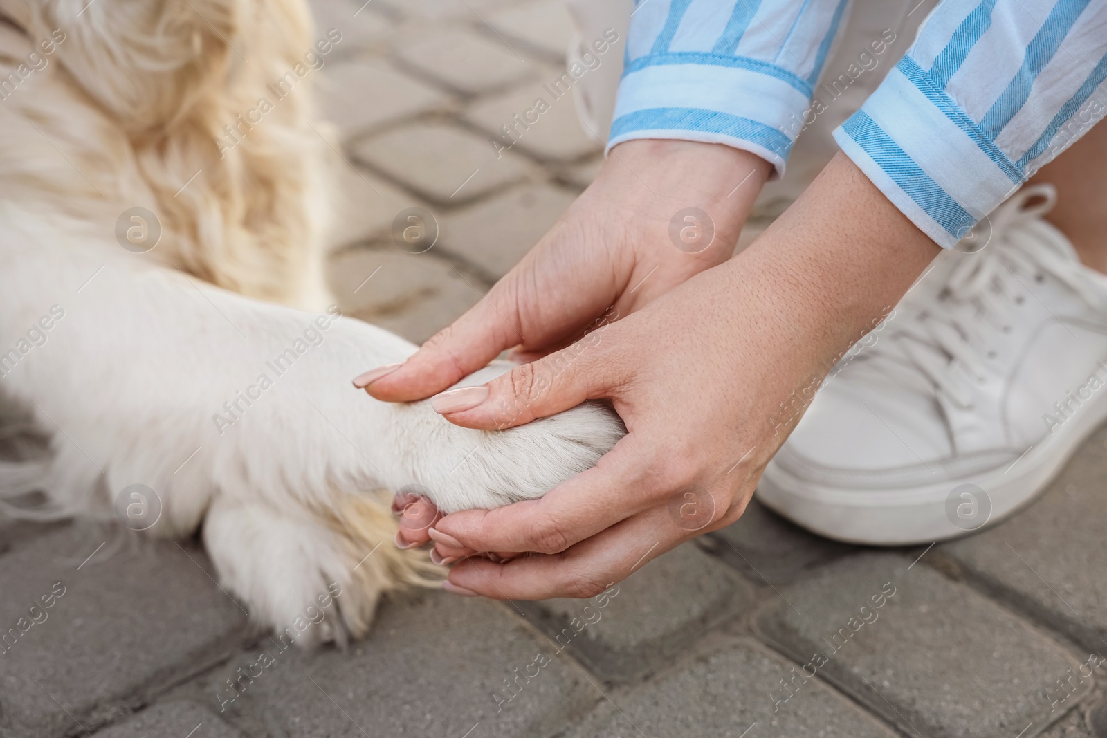 Photo of Woman holding dog's paw on city street, closeup