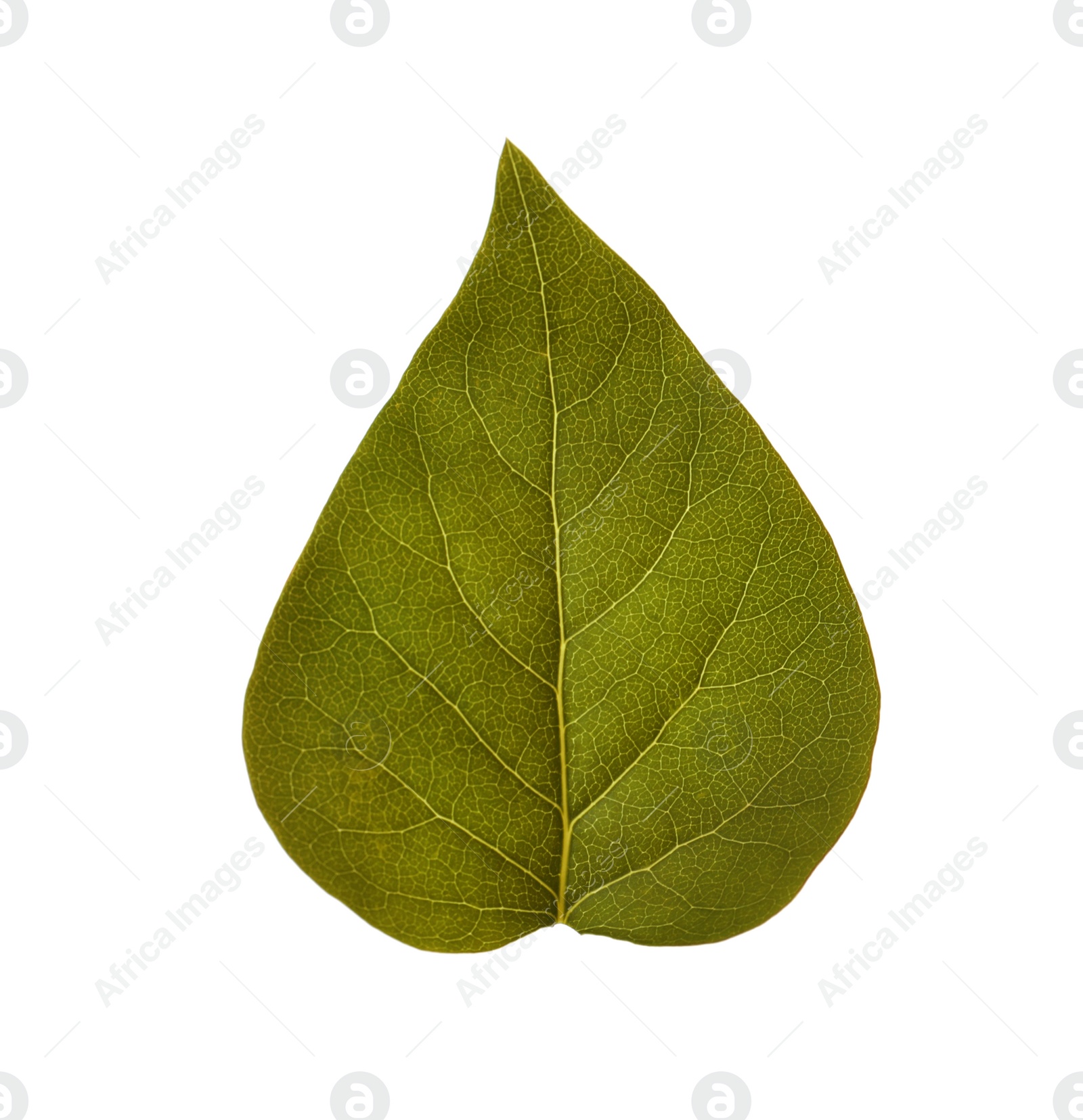 Photo of Leaf of sacred fig tree isolated on white. Buddhism concept