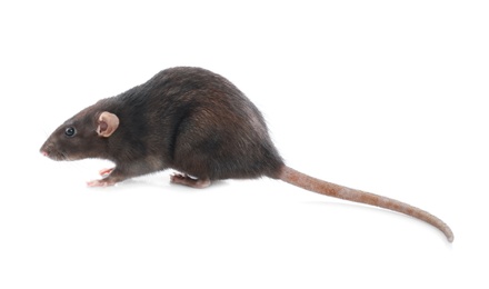 Photo of Cute rat on white background. Small rodent