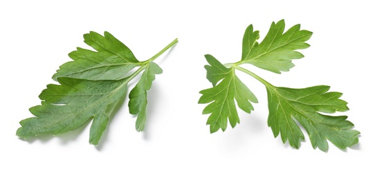 Image of Two green parsley leaves on white background