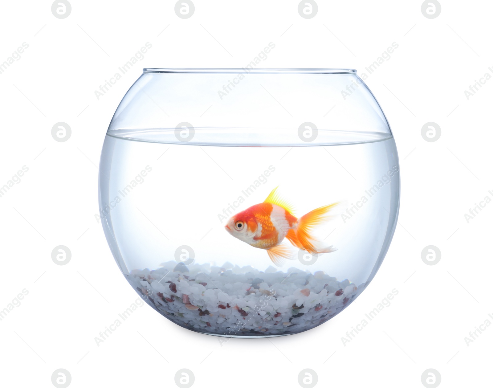 Photo of Beautiful bright small goldfish in round glass aquarium isolated on white