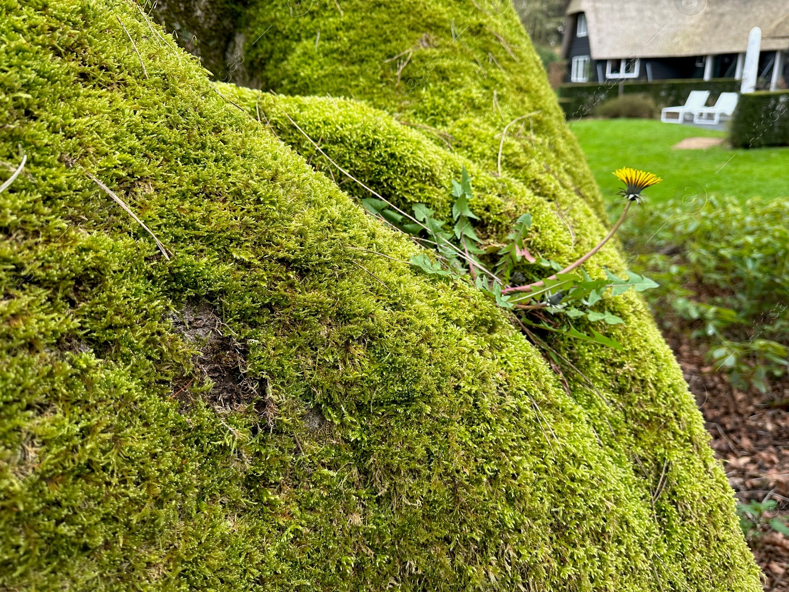 Photo of Bright green moss and beautiful dandelion outdoors