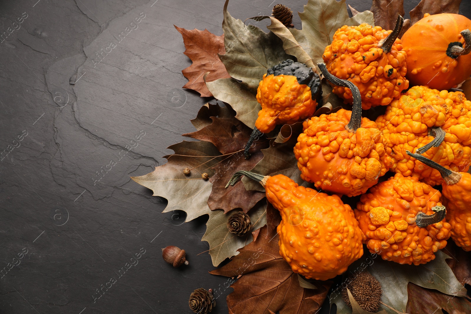 Photo of Flat lay composition with ripe pumpkins on dark grey textured table. Space for text