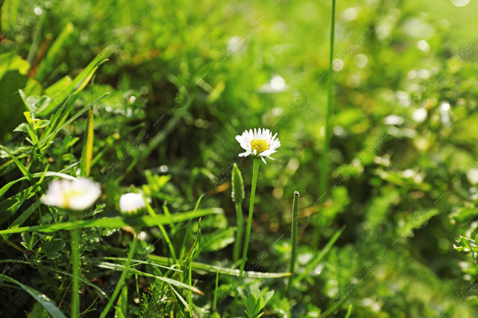 Photo of Green meadow with wild flowers on summer day, closeup