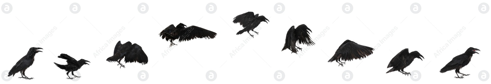 Image of  Collage with black raven flying on white background. Banner design 