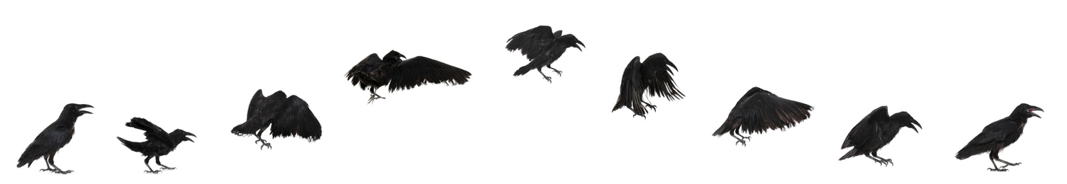  Collage with black raven flying on white background. Banner design 