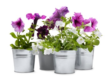 Beautiful flowers in metal pots isolated on white