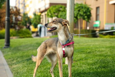 Adorable dog with leash on green grass outdoors