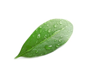 Photo of Green leaf with dew on white background