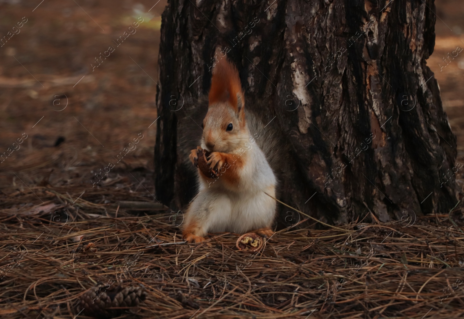Photo of Cute red squirrel eating walnut near tree in forest