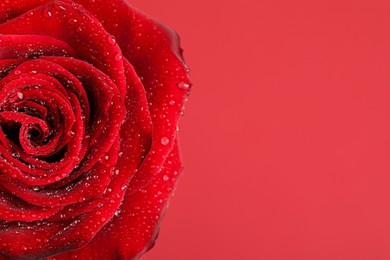 Photo of Beautiful fresh rose flower with water drops  on red background, closeup. Space for text