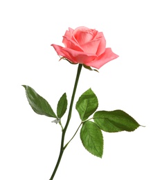 Photo of Beautiful blooming pink rose on white background