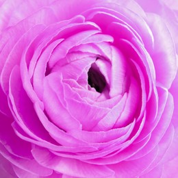 Image of Closeup view of beautiful purple ranunculus flower