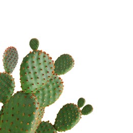 Image of Beautiful big green cactus on white background