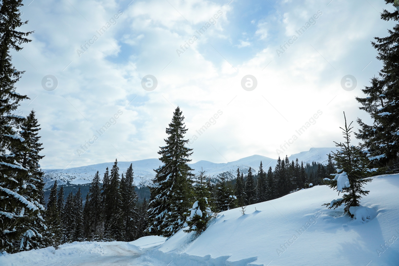 Photo of Picturesque view of snowy coniferous forest on winter day