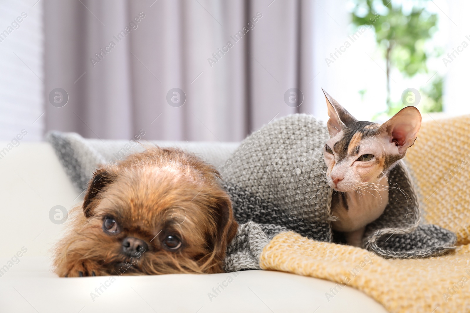 Photo of Adorable dog and cat together on sofa at home. Friends forever