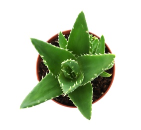 Flowerpot with aloe vera on white background, top view