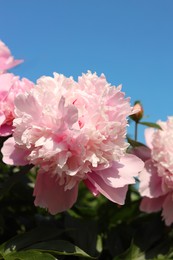 Photo of Wonderful pink peonies against sky, closeup. Space for text