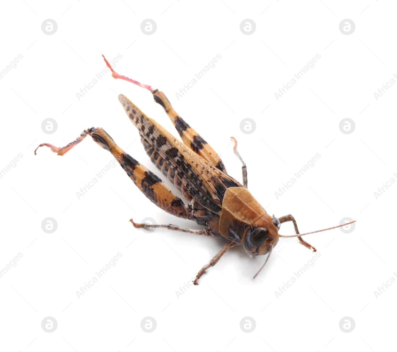 Photo of Common grasshopper isolated on white. Wild insect