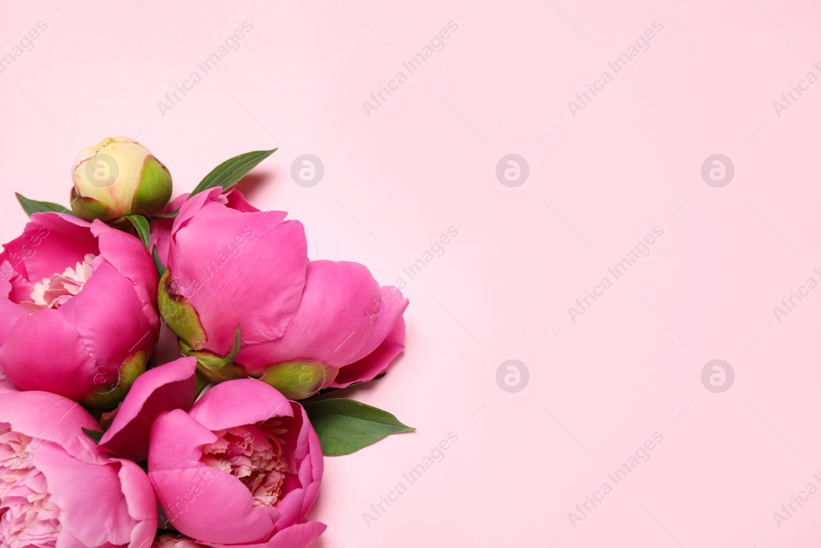 Photo of Beautiful fresh peonies on pink background, flat lay. Space for text