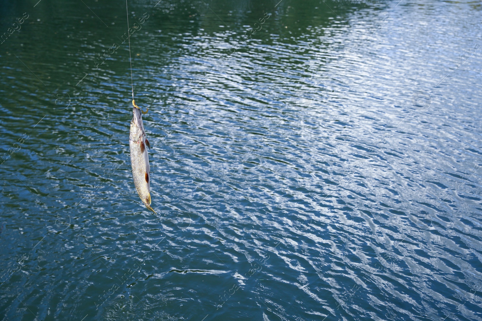 Photo of Catching fish on hook in river. Fishing day