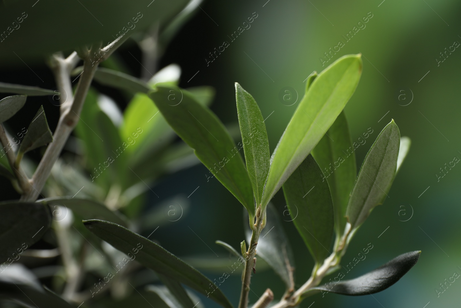 Photo of Olive twigs with fresh green leaves on blurred background, closeup