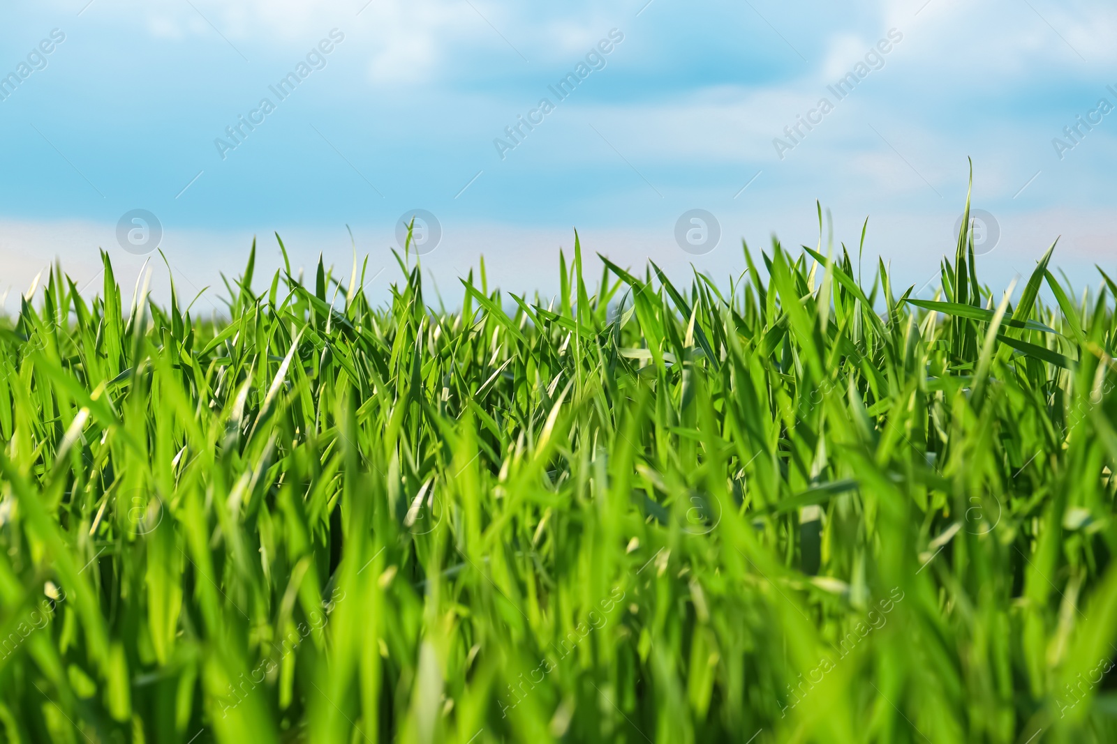 Photo of Beautiful agricultural field with ripening cereal crop under blue sky