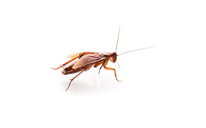 Brown cockroach isolated on white. Pest control