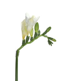 Photo of Beautiful freesia flower with tender petals isolated on white