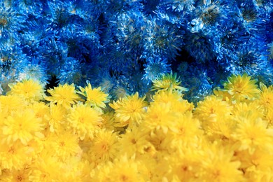 Photo of Ukrainian flag made of beautiful blue and yellow flowers as background, closeup