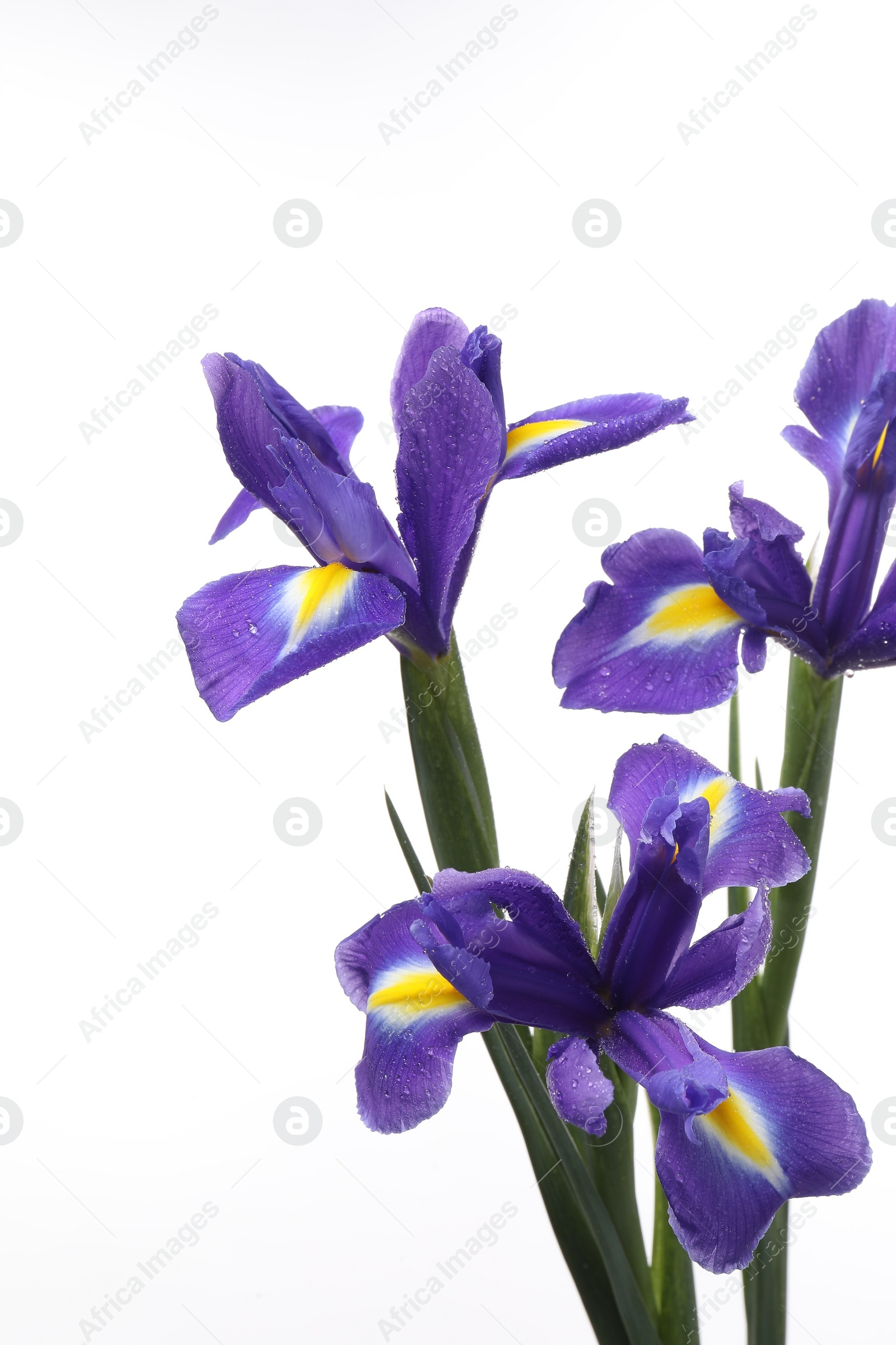 Photo of Beautiful violet iris flowers isolated on white