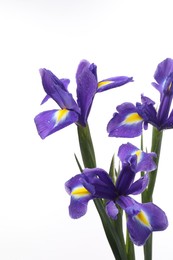 Beautiful violet iris flowers isolated on white