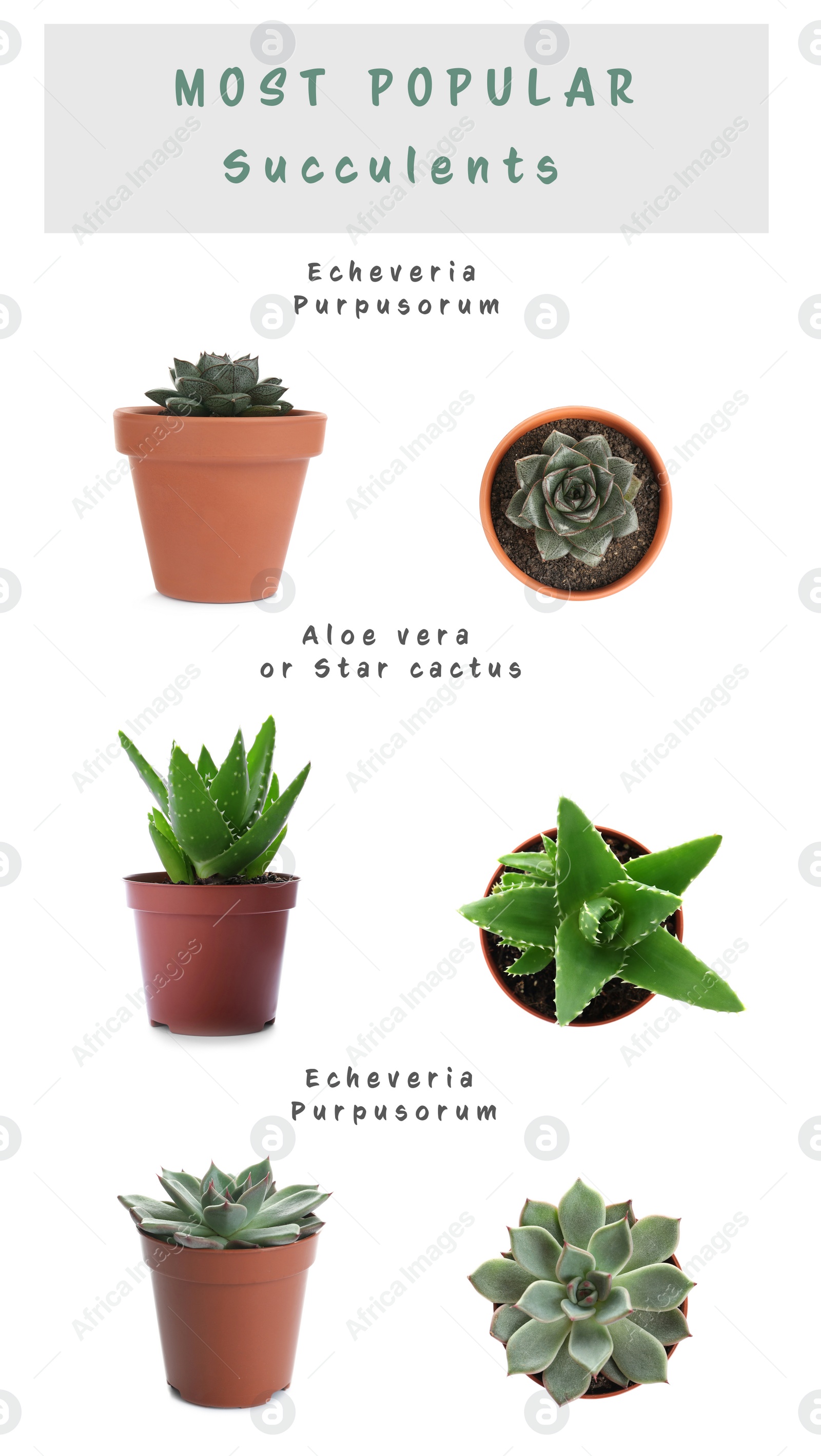 Image of Most popular succulent varieties. Houseplants and names on white background