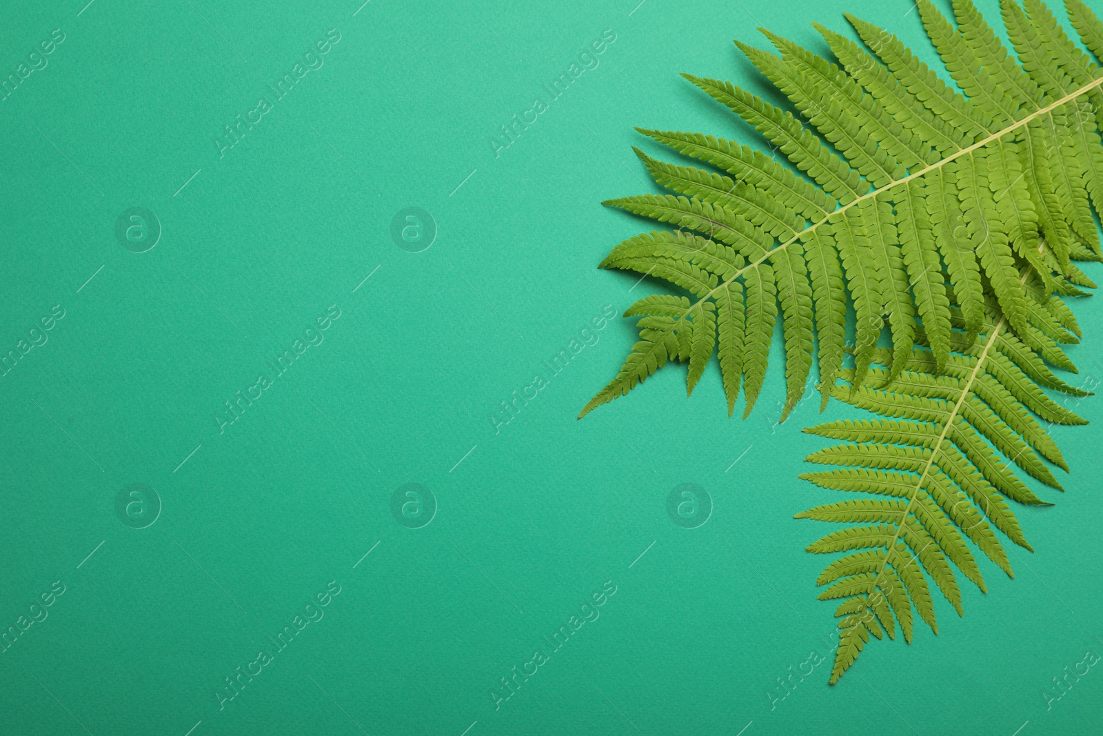 Photo of Beautiful tropical fern leaves on turquoise background, flat lay. Space for text