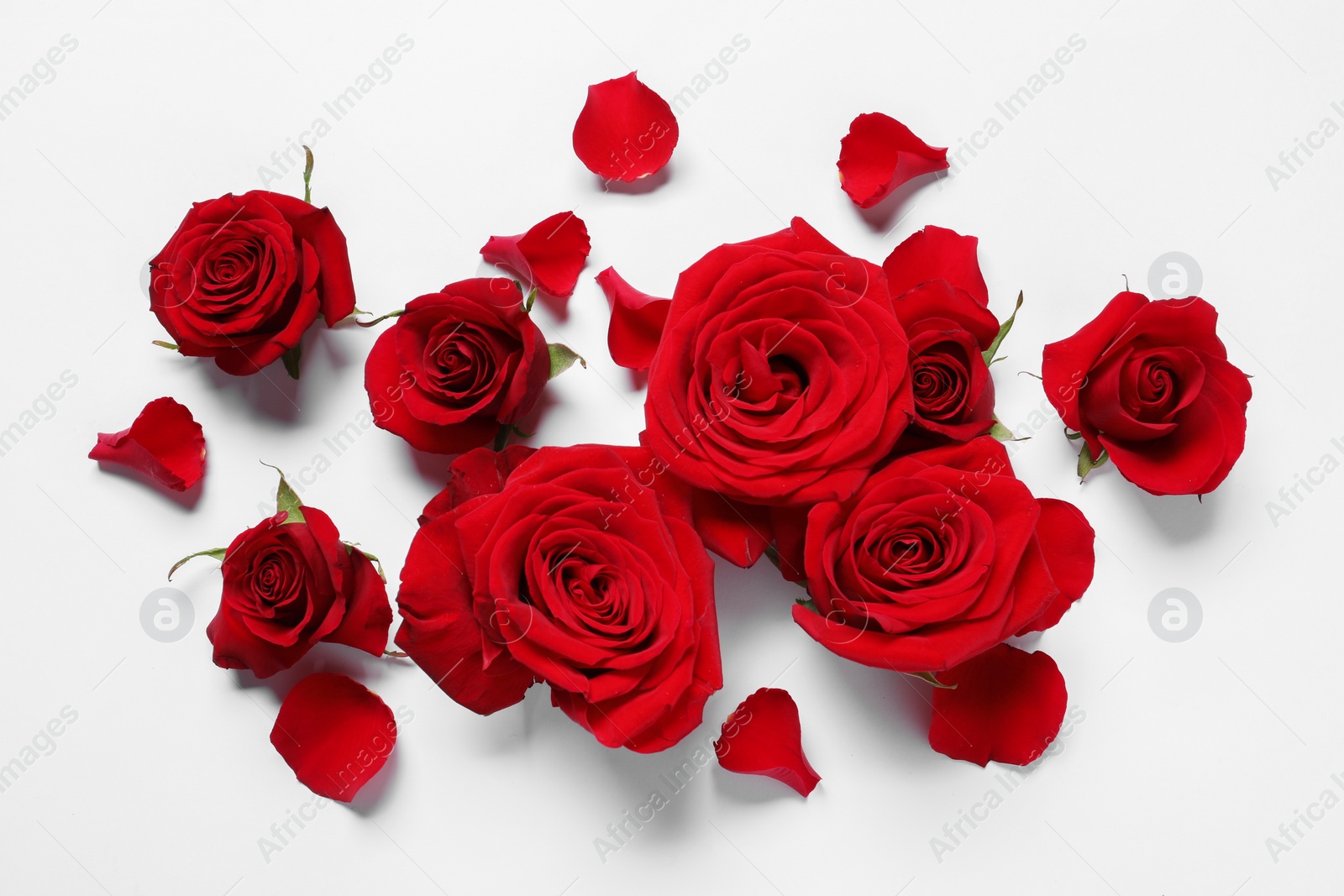 Photo of Beautiful red roses and petals on white background, flat lay