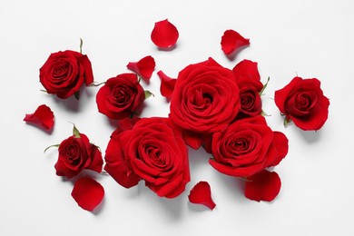 Beautiful red roses and petals on white background, flat lay