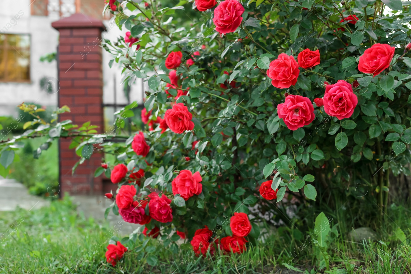 Photo of Beautiful blooming red rose bush in garden