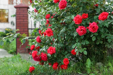 Photo of Beautiful blooming red rose bush in garden