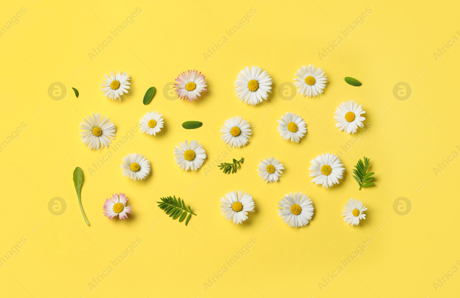 Photo of Many beautiful daisy flowers and leaves on yellow background, flat lay