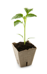 Photo of Green pepper seedling in peat pot isolated on white