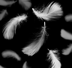 Image of Fluffy bird feathers falling on black background