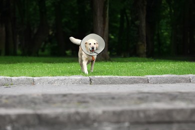 Adorable Labrador Retriever dog with Elizabethan collar and ball running outdoors